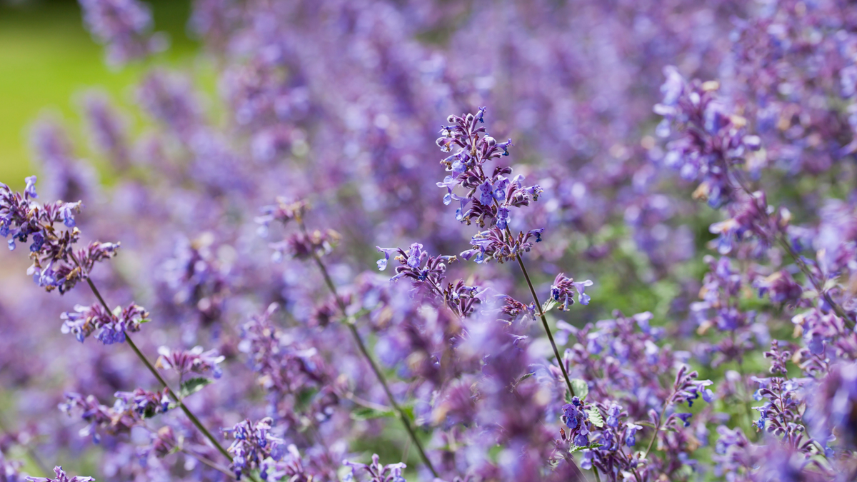 Meet The Lavender Dupe With Triple The Bloom Time and No Woody Stems – It’s Set To Become A Garden Classic