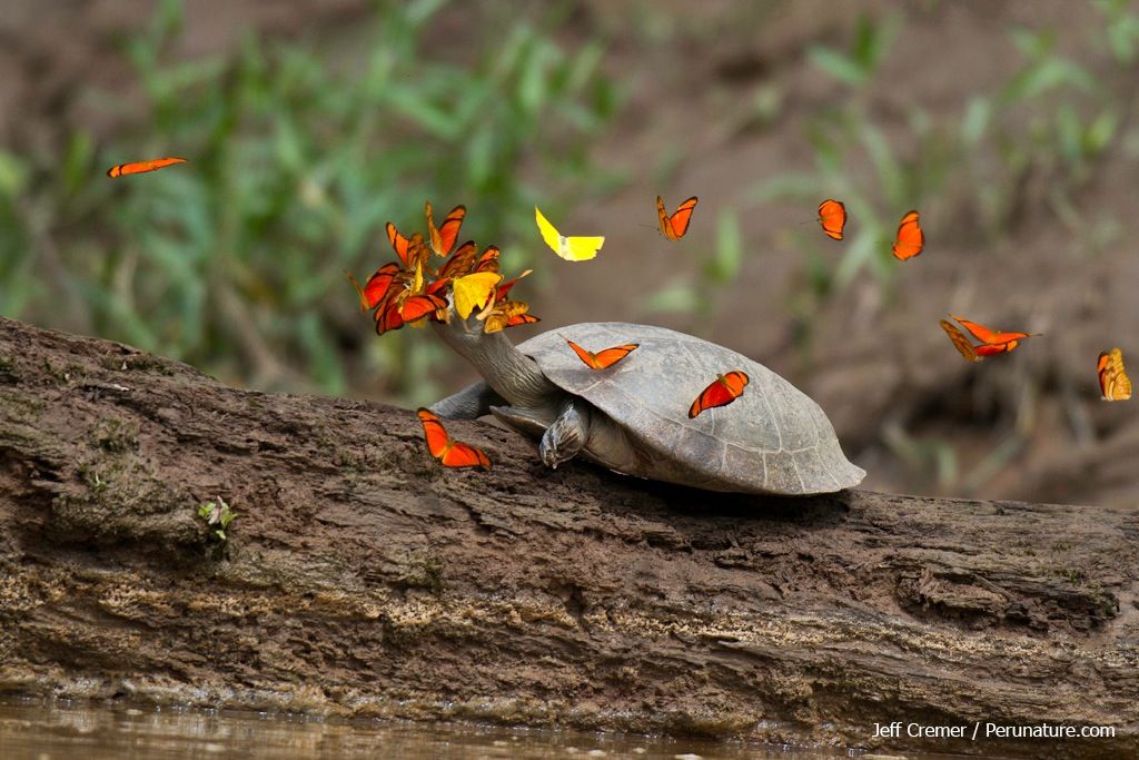 Photos Butterflies Drink Turtle Tears Live Science