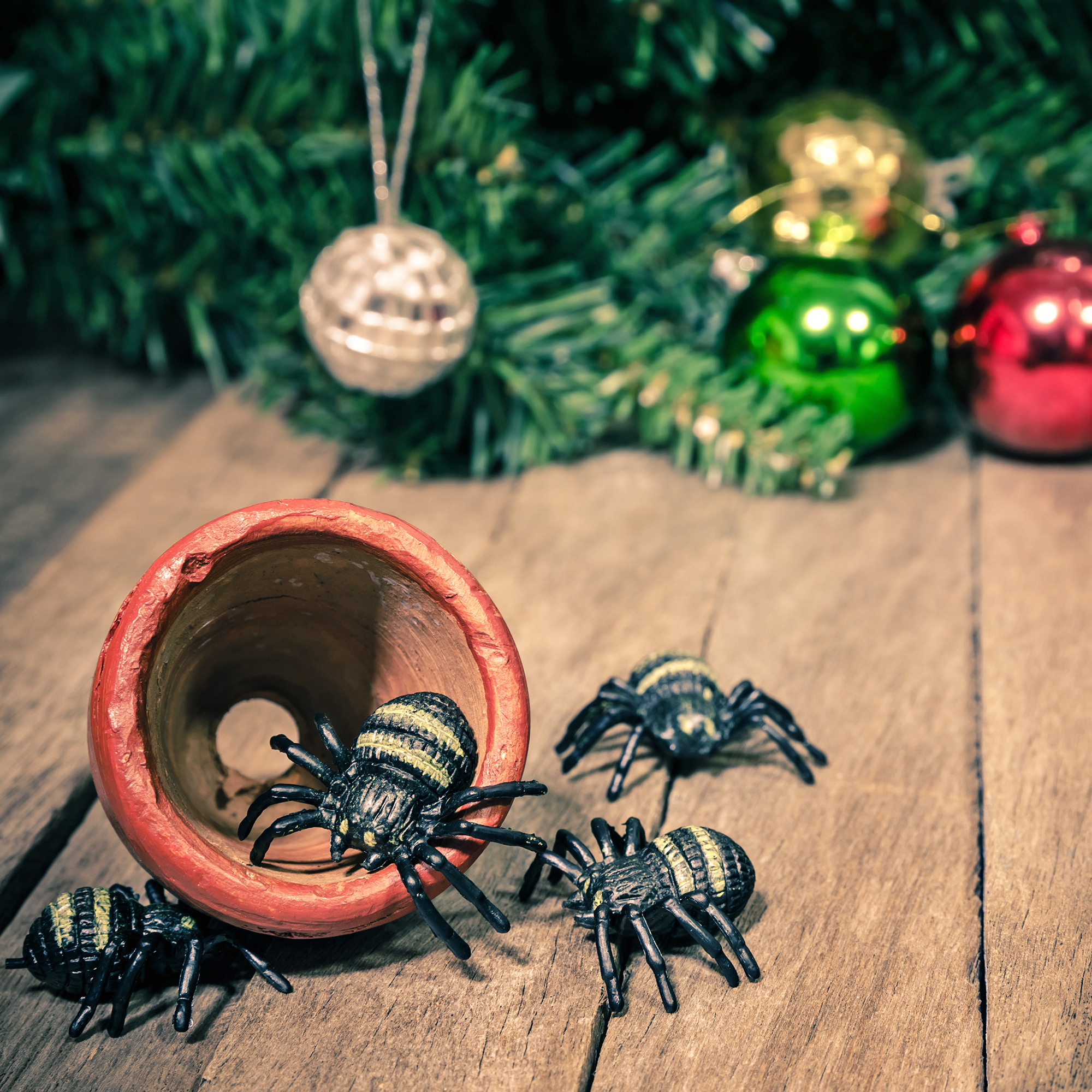 Plastic spiders in orange pot with Christmas tree and baubles in background