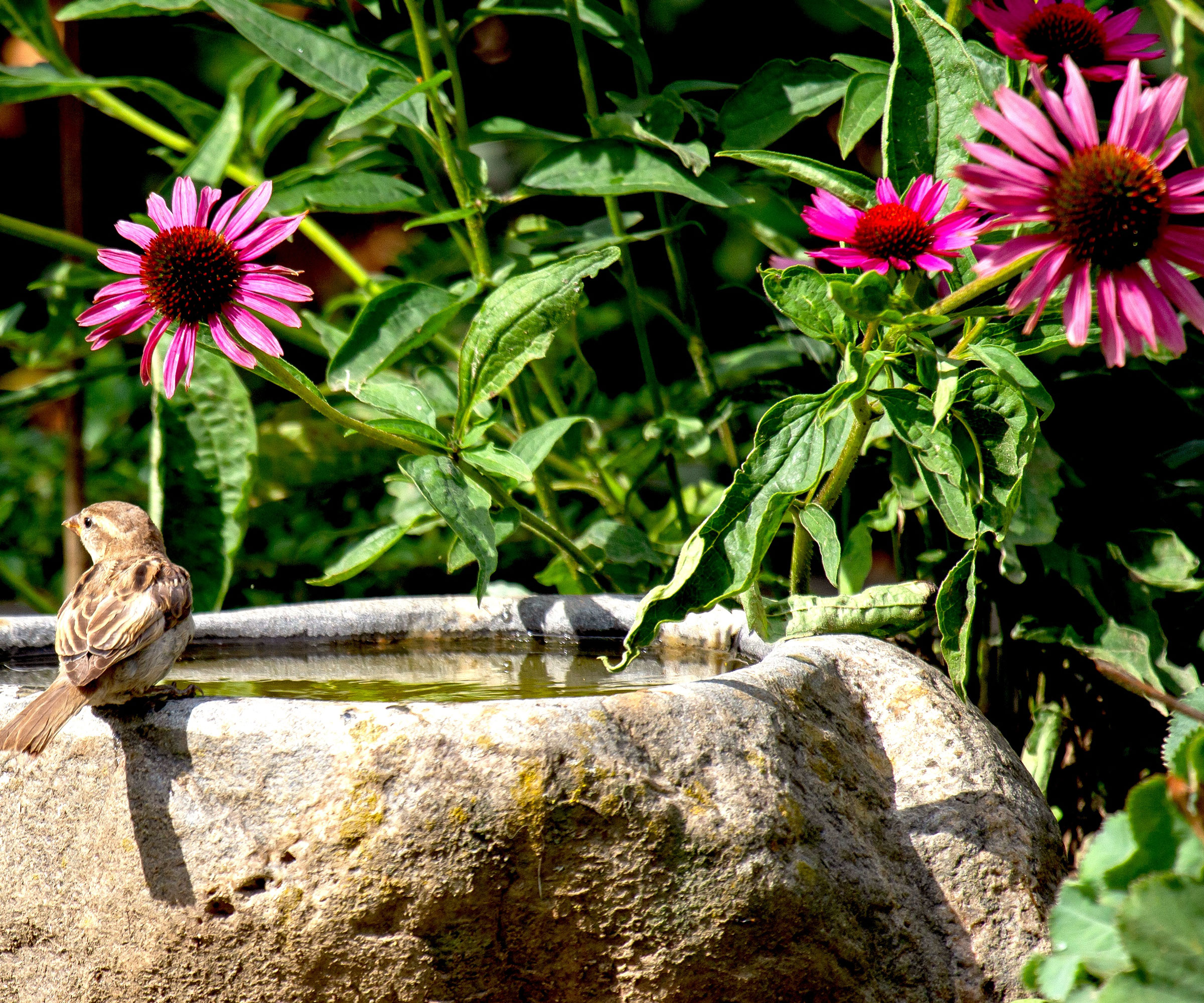 sparrow at bird bath surrounded by coneflowers