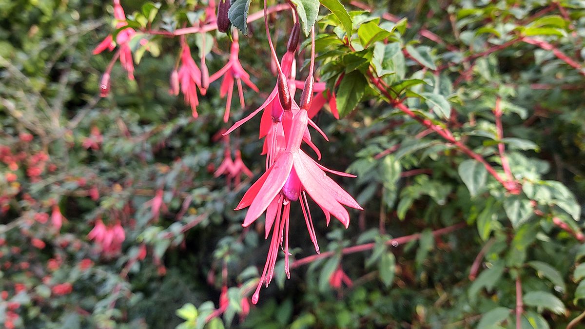 Motorola One Zoom camera sample