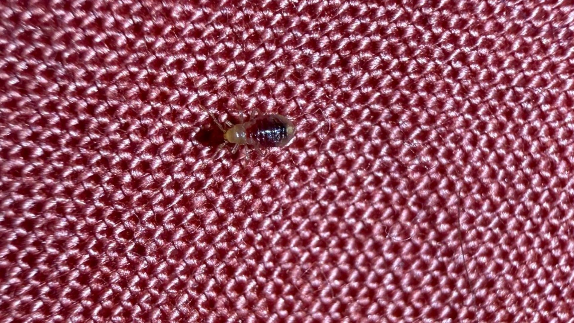 A close up image of the bed bug my brother spotted on top of his mattress