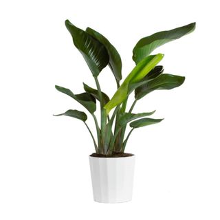 A bird of paradise plant in a white pot