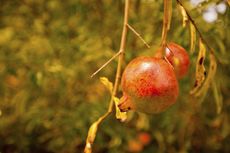 Pomegranates On Tree With No Leaves