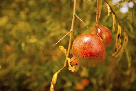 Pomegranates On Tree With No Leaves