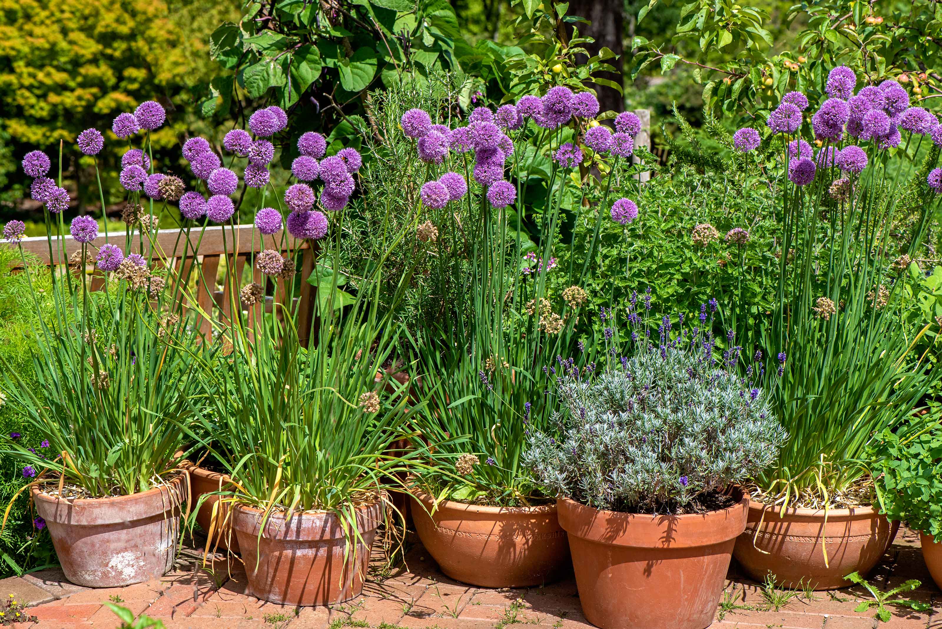 terracotta pots of alliums