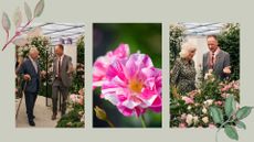 The King's rose David Austin Roses at Chelsea flower show 2025 with king Charles and queen Camilla