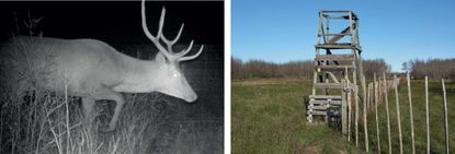 Highway surveillance images of an animal at night and a hunting watchtower