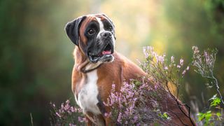 Boxer in heather