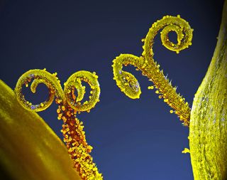 Stalks with pollen grains