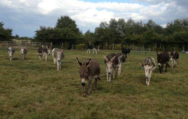 donkeys