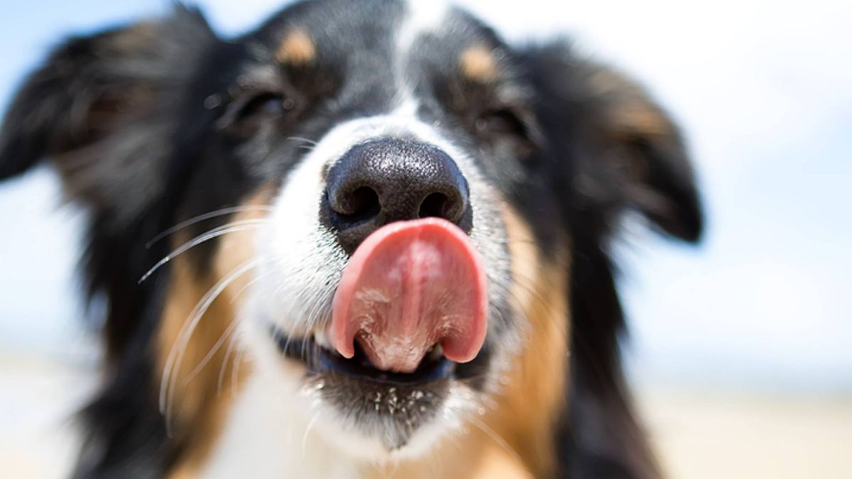 Why Do Dogs Lick Your Feet? Dog Experts Explain