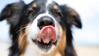 Dog licking its lip
