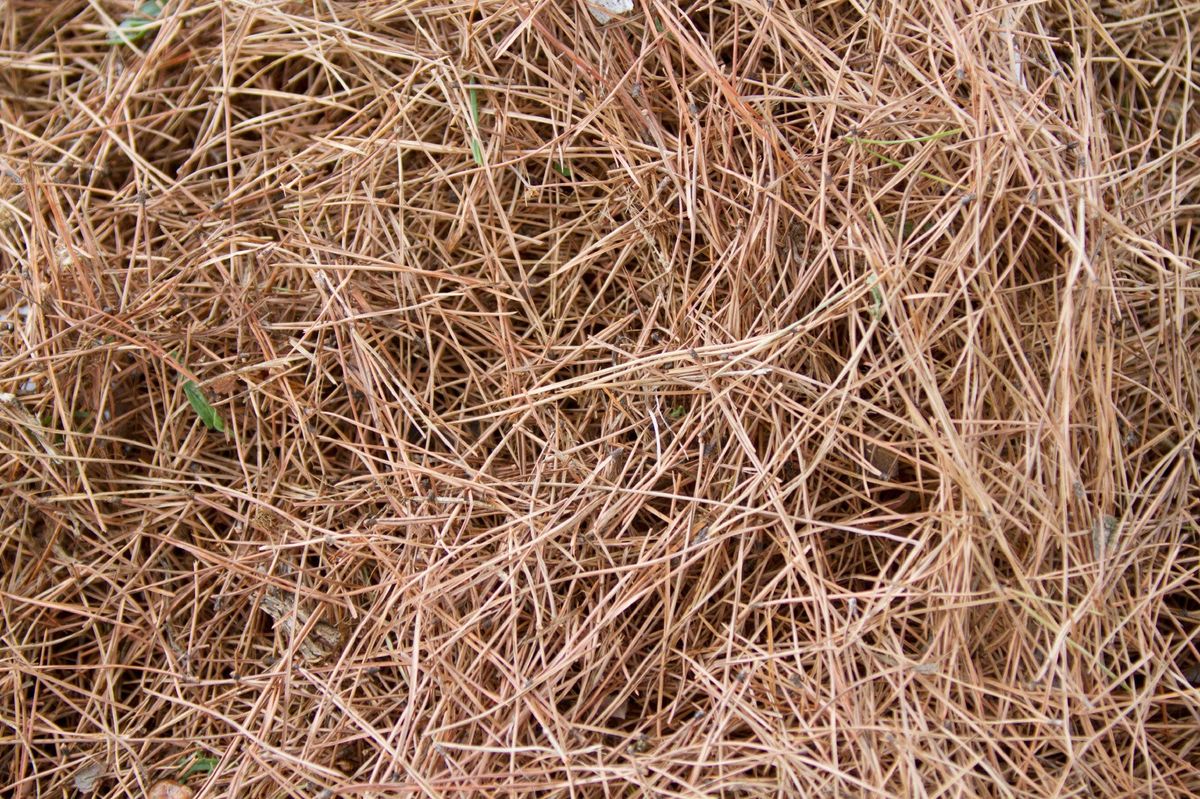 Pine Needles In Compost Are Pine Needles Bad For Compost Gardening