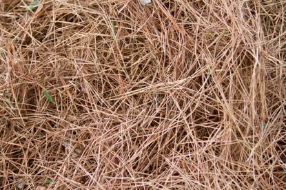 Brown Pine Needles