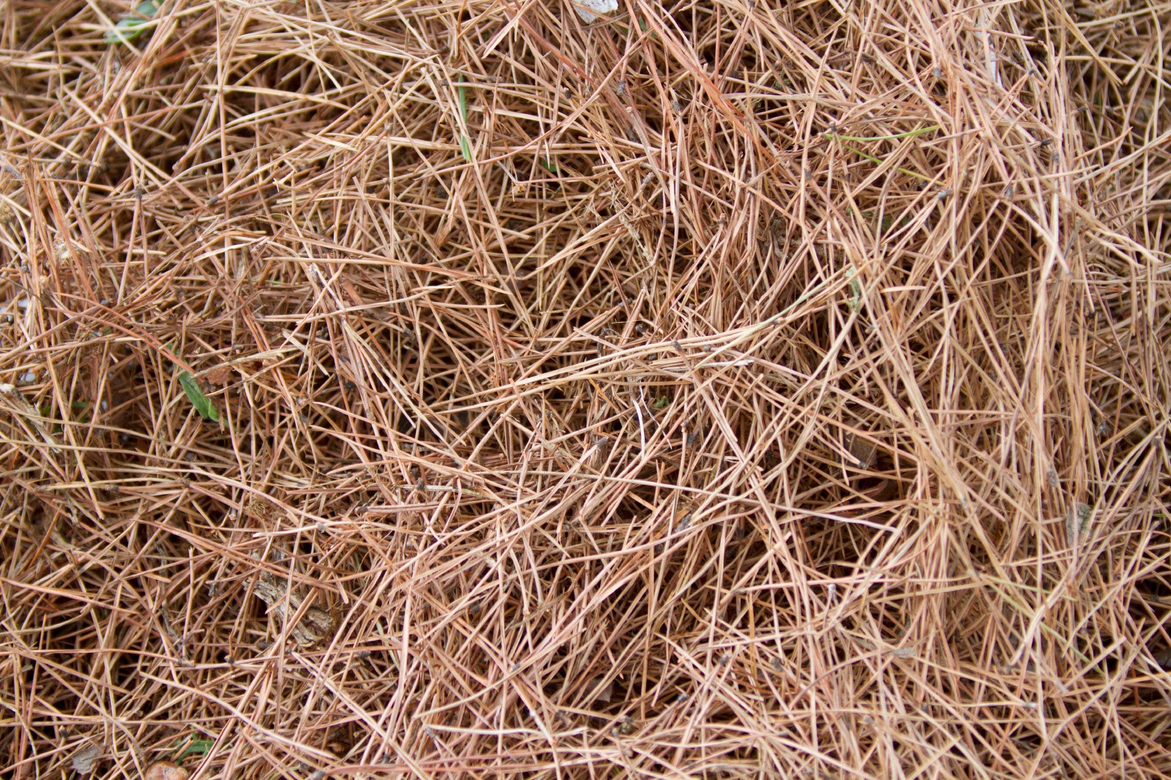 Pine Needles In Compost - Are Pine Needles Bad For Compost