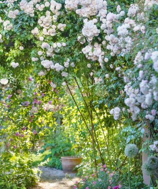 climbing and rambling pink roses in a garden design