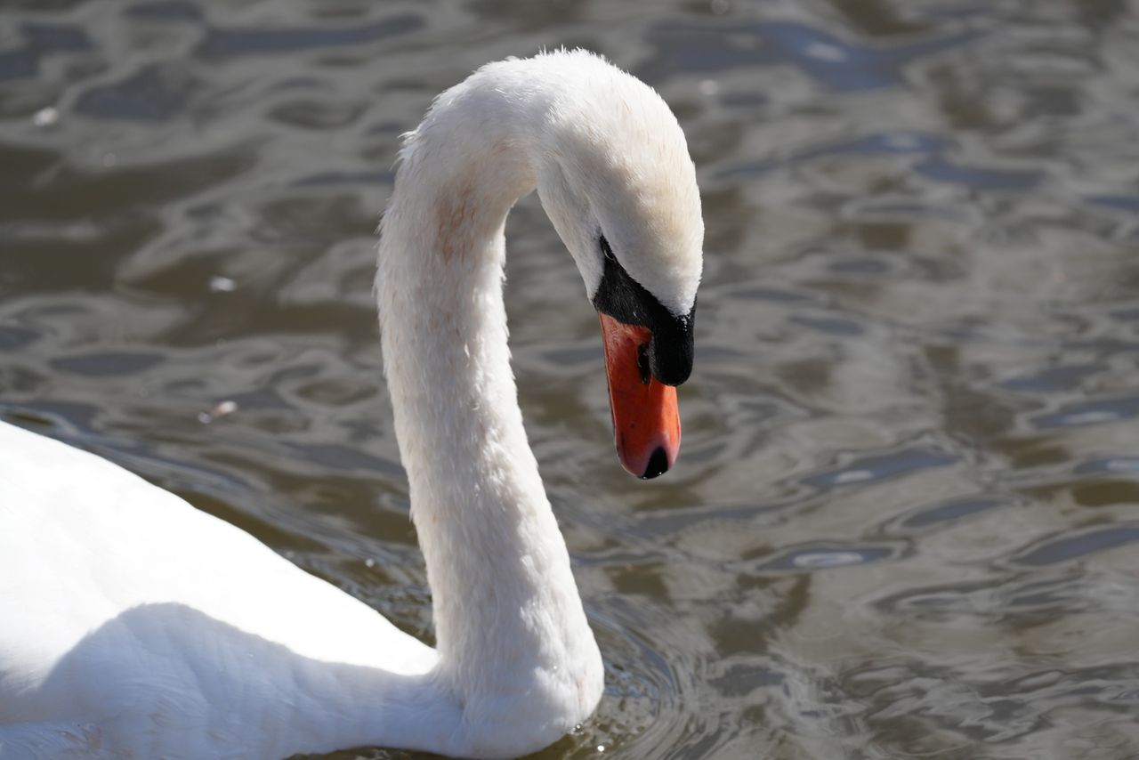 Sony FE 400mm f/4.5 GM OSS sample image