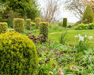 A series of short box column topiary in a spring garden