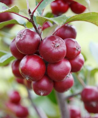 Red apples bunched on a tree branch