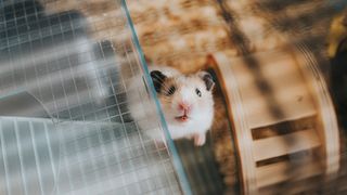 hamster looking up from cage