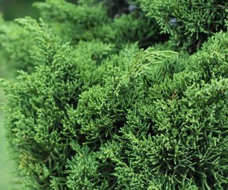 Chinese juniper shrub in garden border