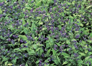 Close-up of lungwort plants (Pulmonaria saccharata)