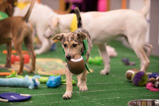 Puppy carrying a tiny football. 