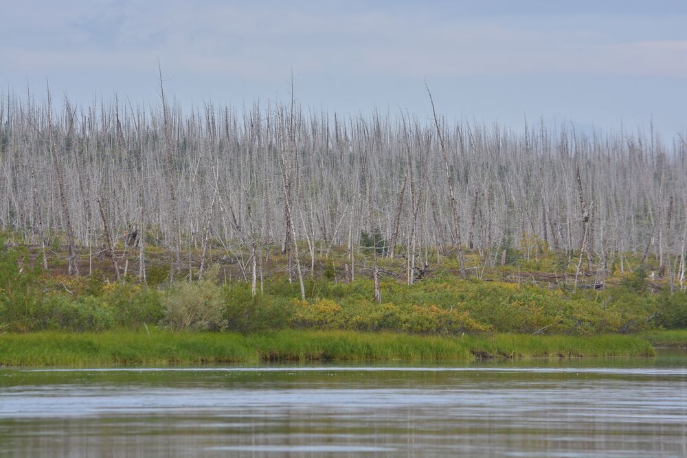 Acid Rain Causes Effects And Solutions Live Science