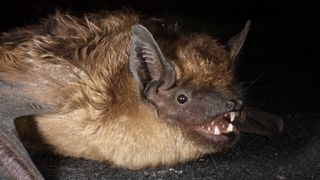 A serotine bat lies on its belly with its mouth open and showing teeth.