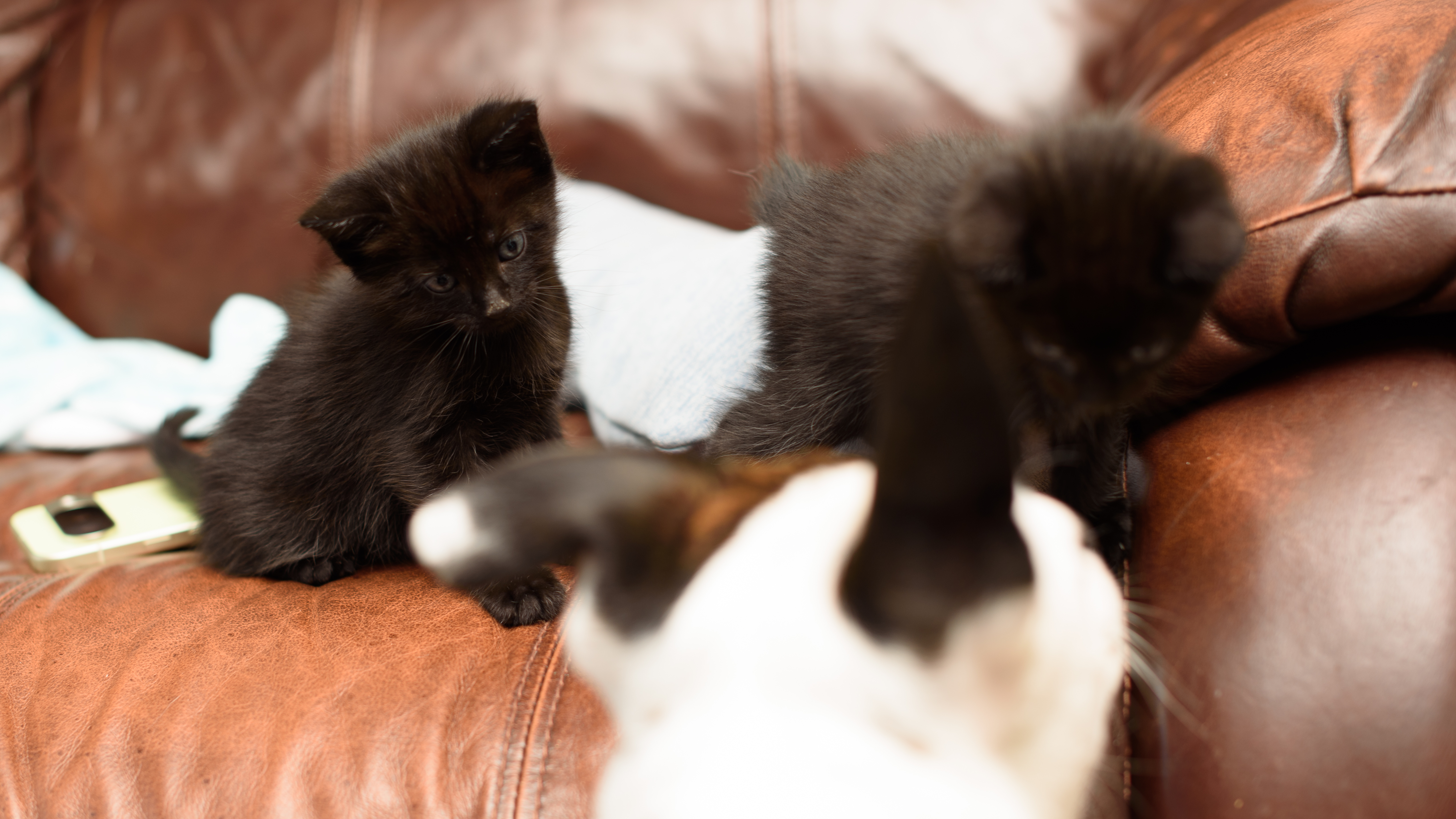 Two small 6 week old black kittens planning on and around a jade green Google Pixel 10 Pro phone, tapping the screen and clawing at the apps with their tiny murder claws