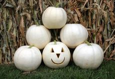white pumpkins