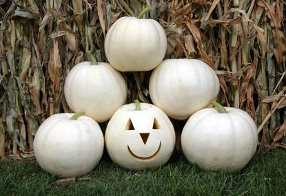 white pumpkins