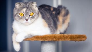 A Scottish Fold cat with bright yellow eyes and constricted pupils