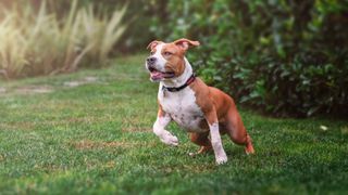 american staffordshire terrier in a backyard