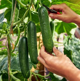 Merlin variety cucumbers being cut from plant