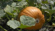 Large pumpkin growing in the garden