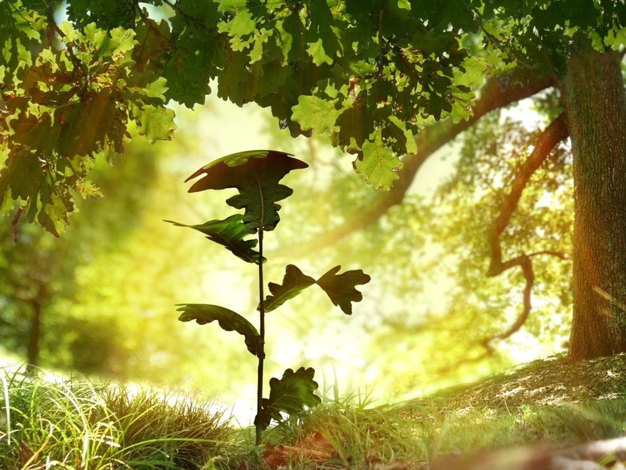 An oak sapling growing in a forest