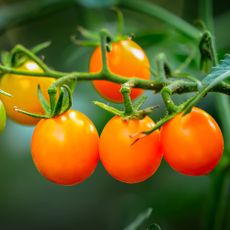 Bright yellow cherry tomatoes on the vine