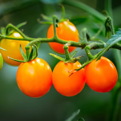Bright yellow cherry tomatoes on the vine