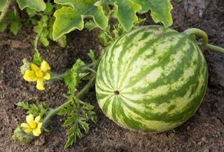 watermelon plant growing in a border