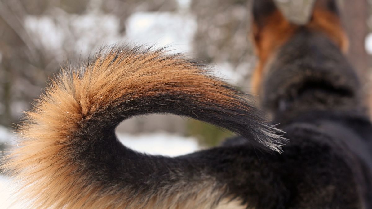 Close up of a dog&#039;s tail