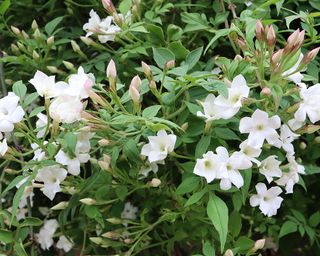 Poet’s Jasmine (Jasminum officinale)