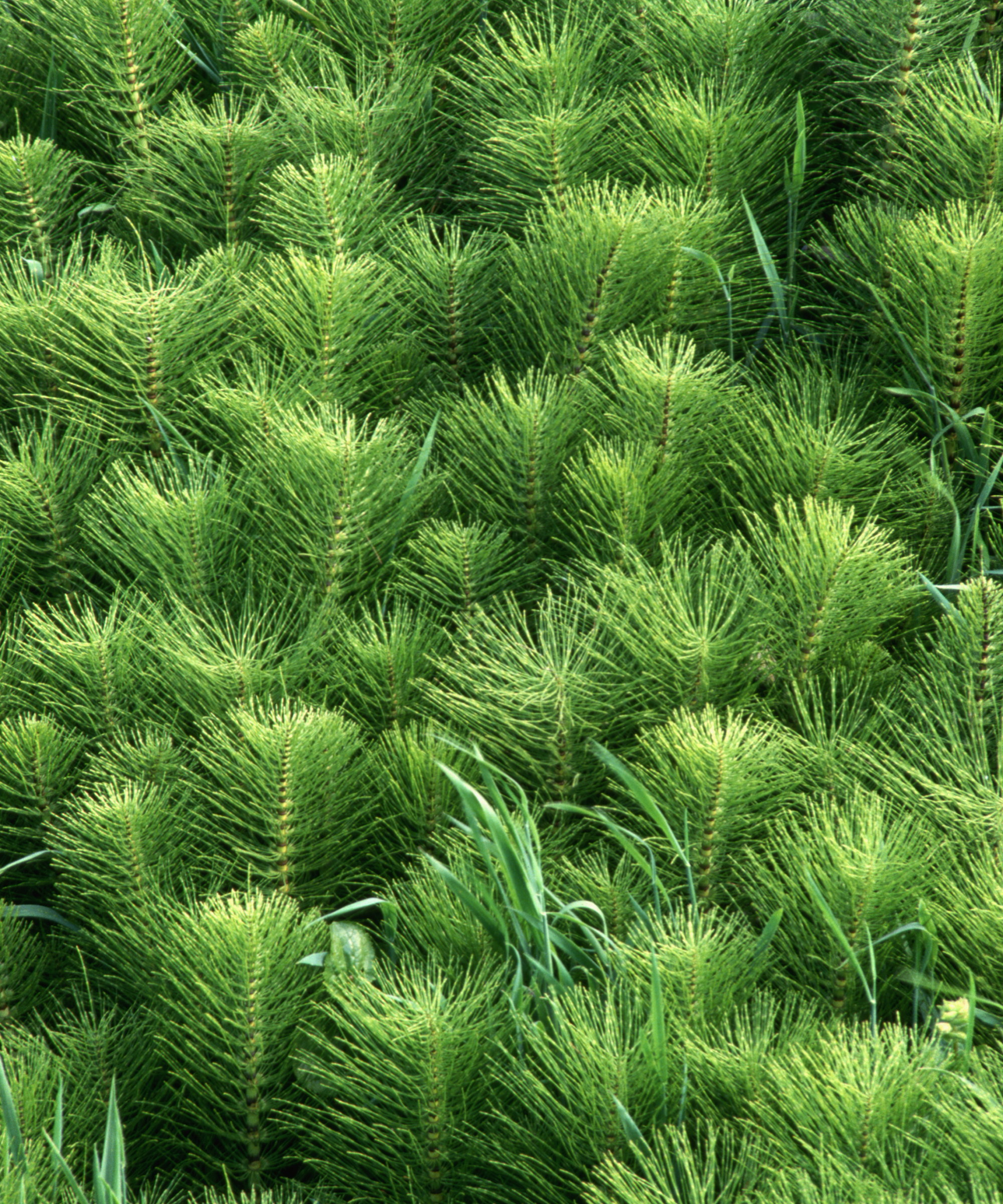 A garden bed filled with horsetail plants