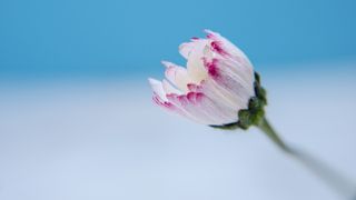 flower blooming on blue background