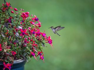 A hummingbird beside a planter with pink and purple fuchsia flowers