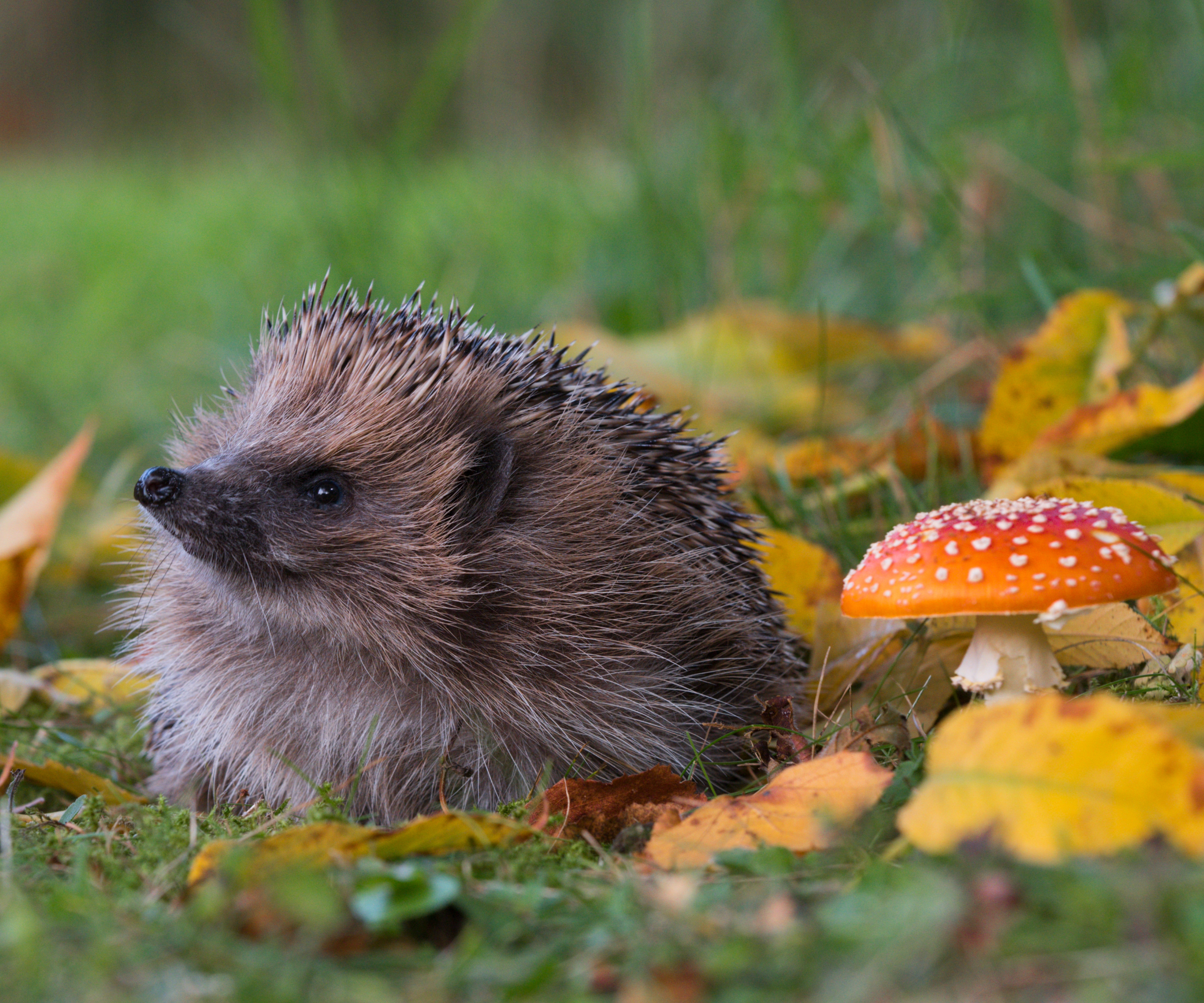 Hedgehog on grass next to leaves and mushroom