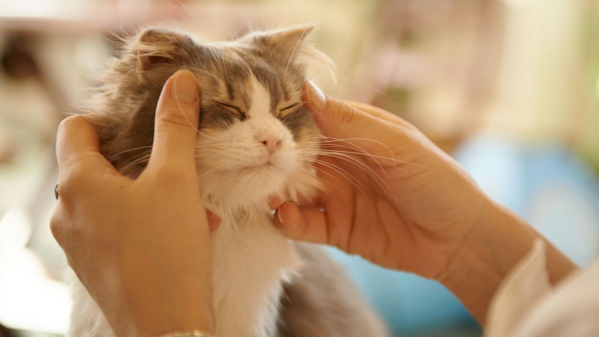 Pets Getting Scared 32 ways to support a scared or anxious pet | PetsRadar