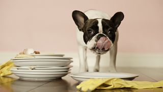french bulldog licking dishes