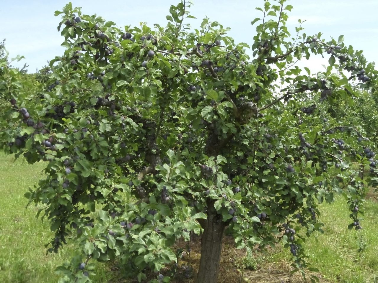 Fruit Tree